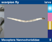 Mecoptera Nannochoristidae