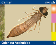 Odonata Aeshnidae