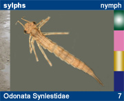 Odonata Synlestidae