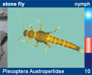 Plecoptera Austroperlidae