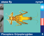 Plecoptera Gripopterygidae