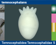 Temnocephalidea Temnocephalidae