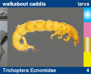 Trichoptera Ecnomidae