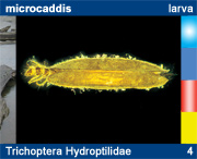 Trichoptera Hydroptilidae