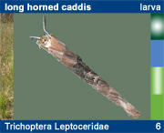 Trichoptera Leptoceridae