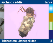 Trichoptera Limnephilidae