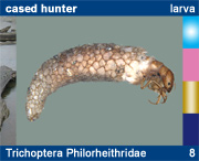 Trichoptera Philorheithridae