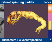 Trichoptera Polycentropodidae